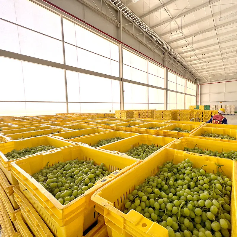THE POST-HARVEST PROCESS FOR TABLE GRAPES - Divine Flavor