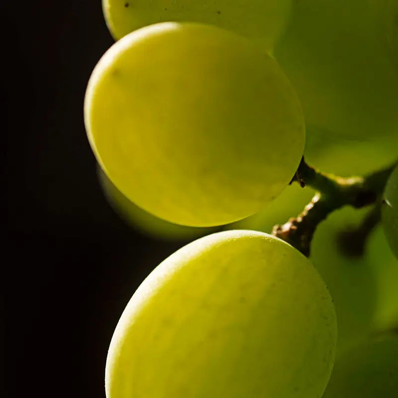 THE POST-HARVEST PROCESS FOR TABLE GRAPES - Divine Flavor