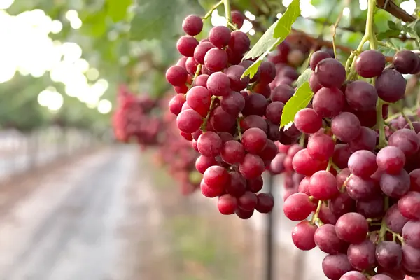 PRODUCT SPOTLIGHT: TABLE GRAPES - Divine Flavor