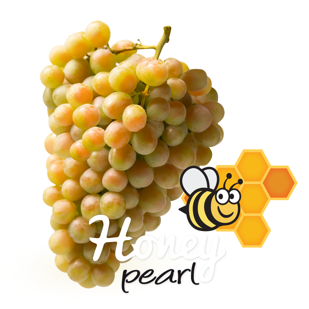Muscat Beauty - Divine Flavor